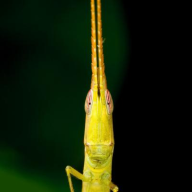 Avatar von Ralf