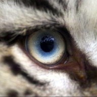 Avatar von weissertiger2