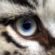 Avatar von weissertiger2